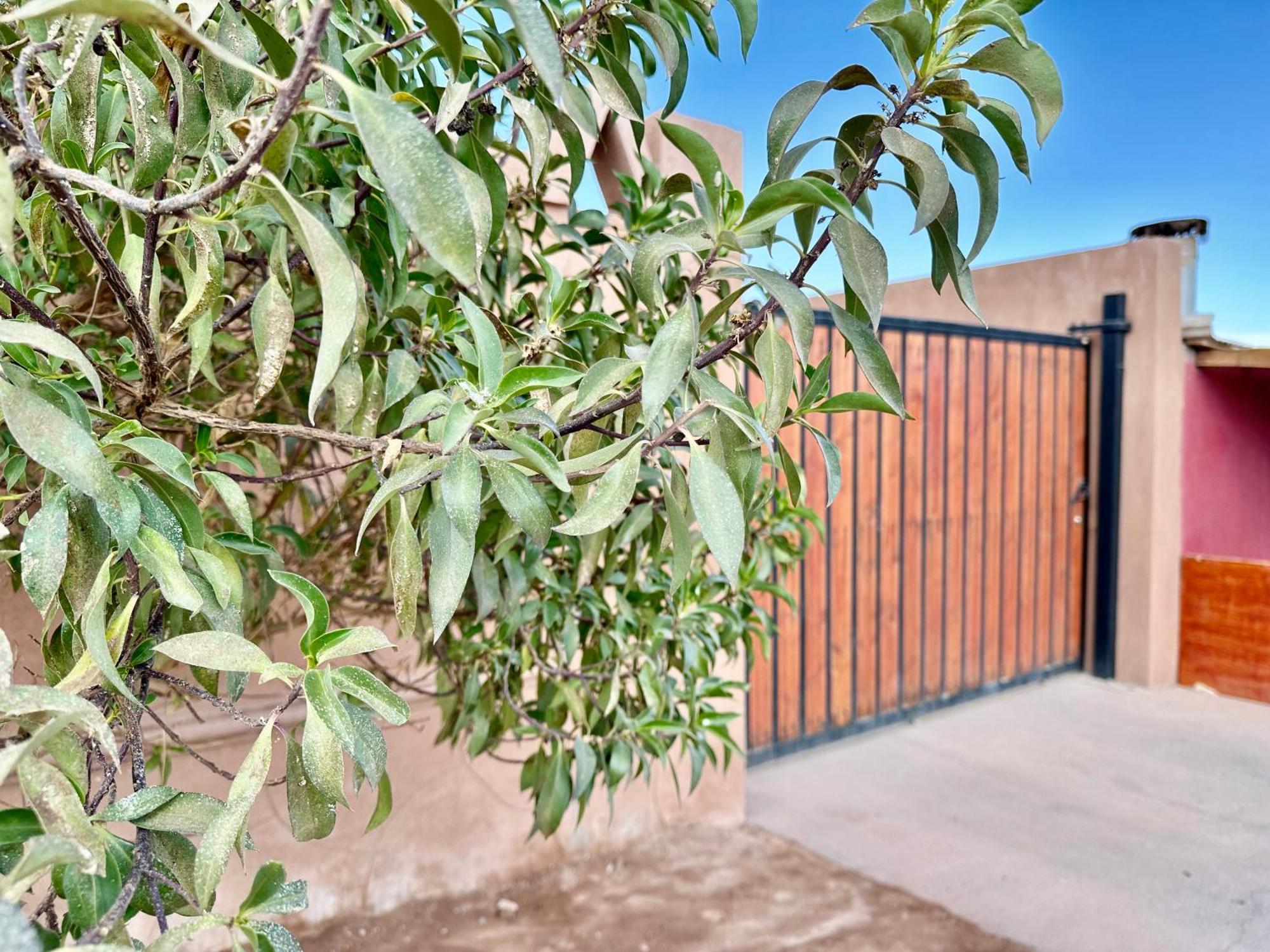Hostal Qachi Chentura San Pedro de Atacama Exterior photo